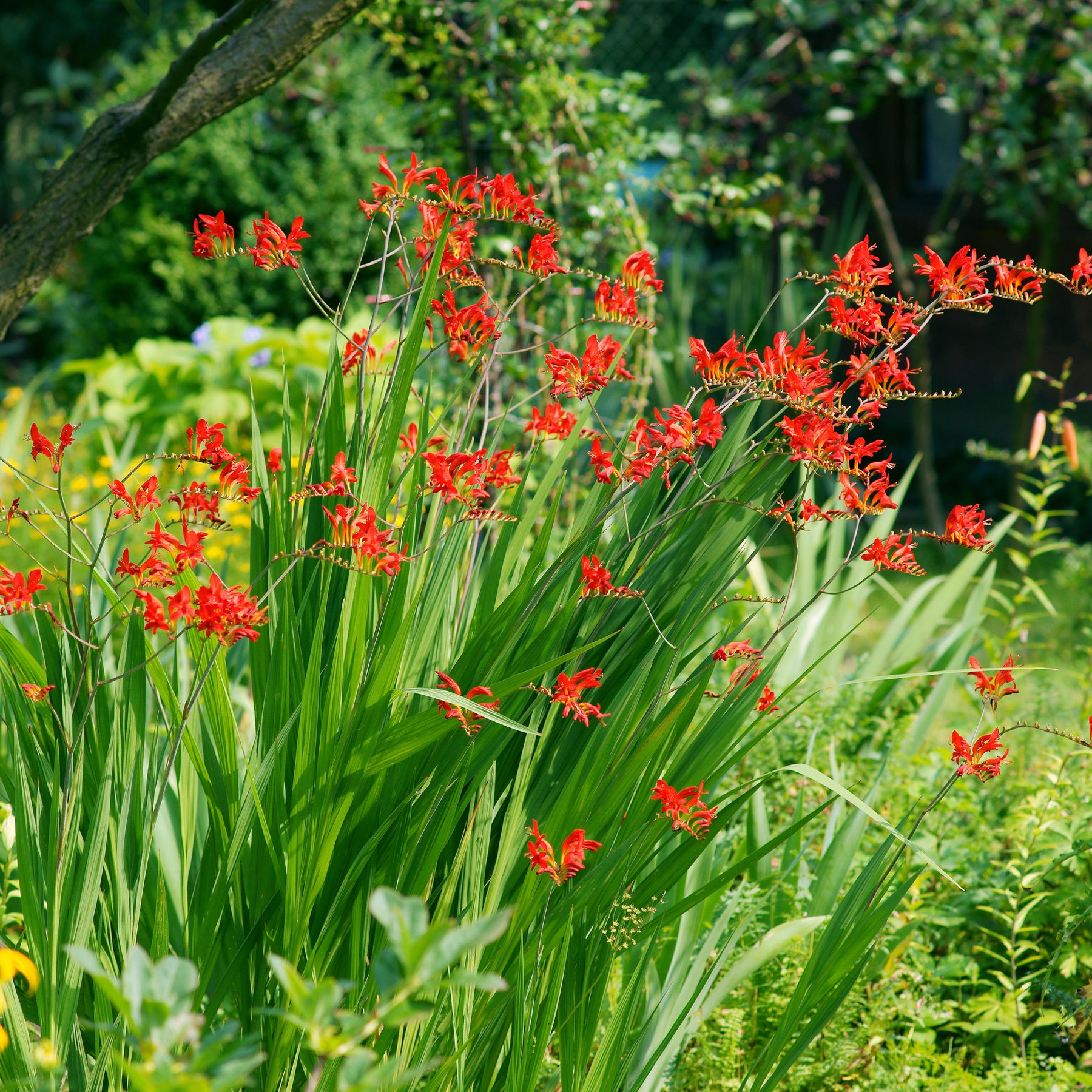 Vente Gladiolus, Begonia, Iris, Liatris, Crocosmia, Lilium, Dahlia - Massif d'été fleuri en mélange - 1,5 m²