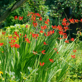 Vente Gladiolus, Begonia, Iris, Liatris, Crocosmia, Lilium, Dahlia - Massif d'été fleuri en mélange - 1,5 m²