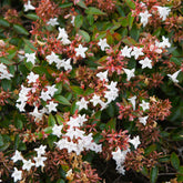 Abélia à grandes fleurs - Willemse