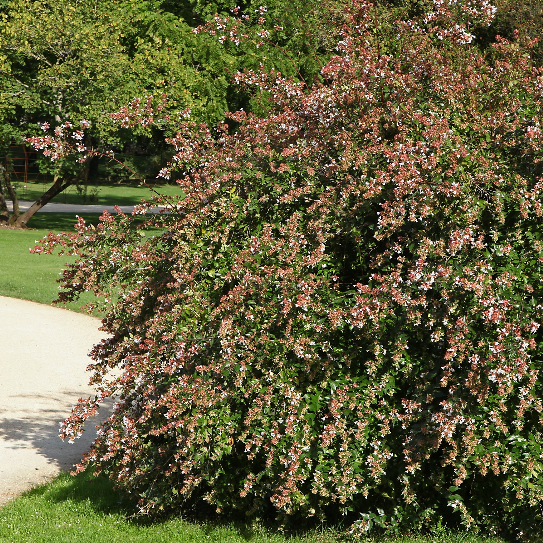 Abelia grandiflora - Abélia à grandes fleurs - Abelia