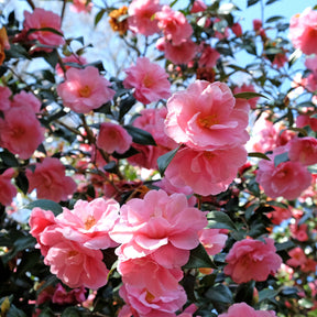 Vente Camélia du Japon à fleurs doubles rose