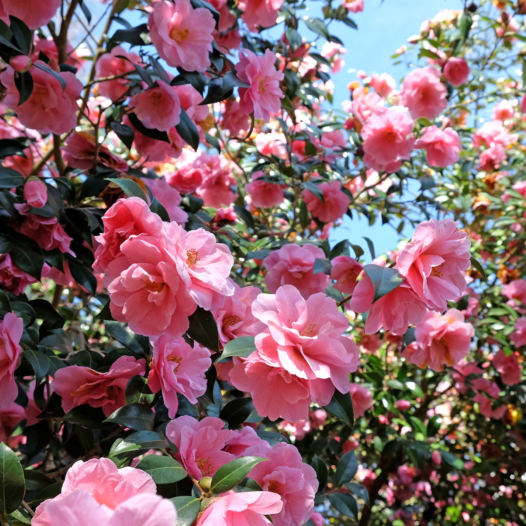 Camélias - Camélia du Japon à fleurs doubles rose - Camellia Mathotiana rosea