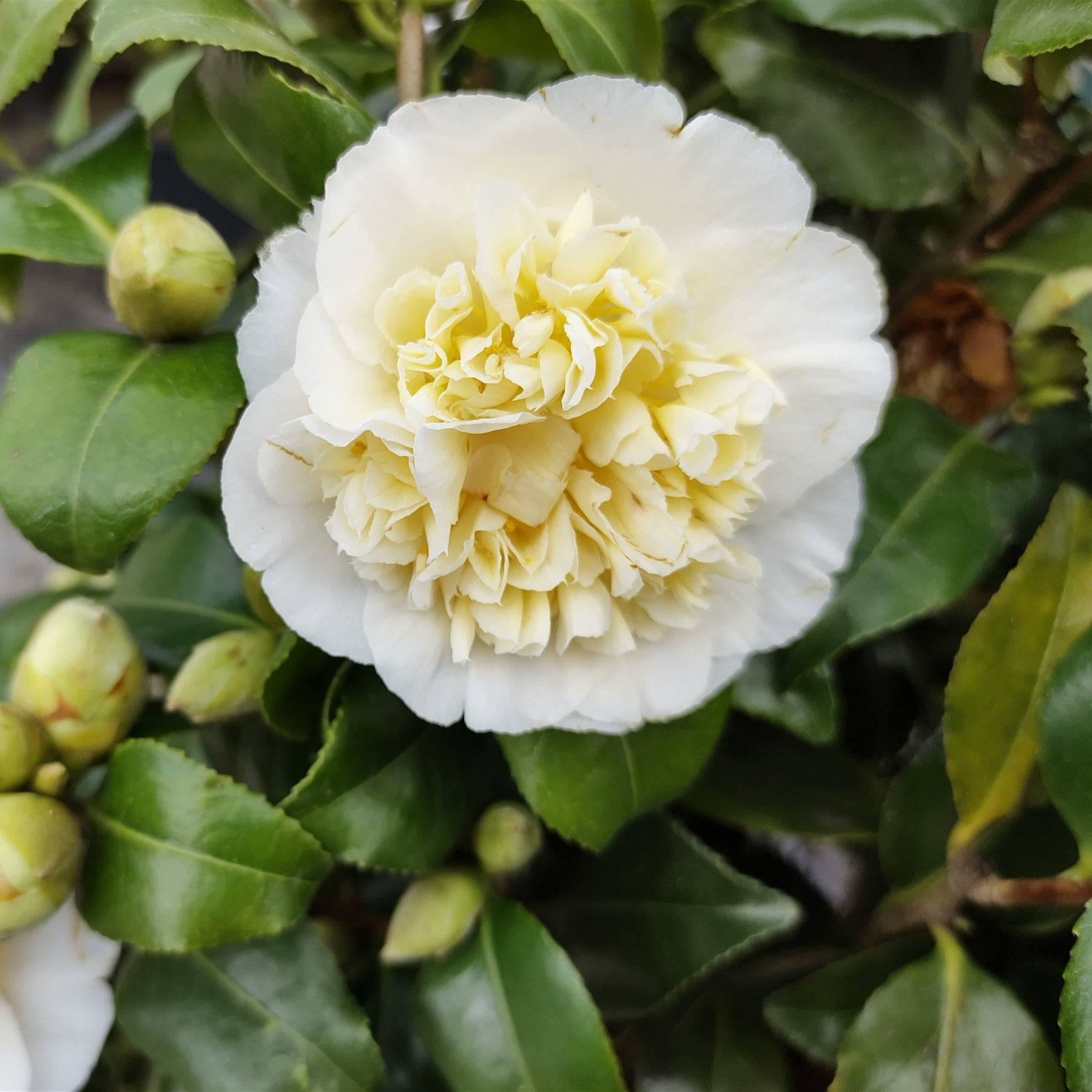 Camélia du Japon à fleurs doubles blanche - Willemse