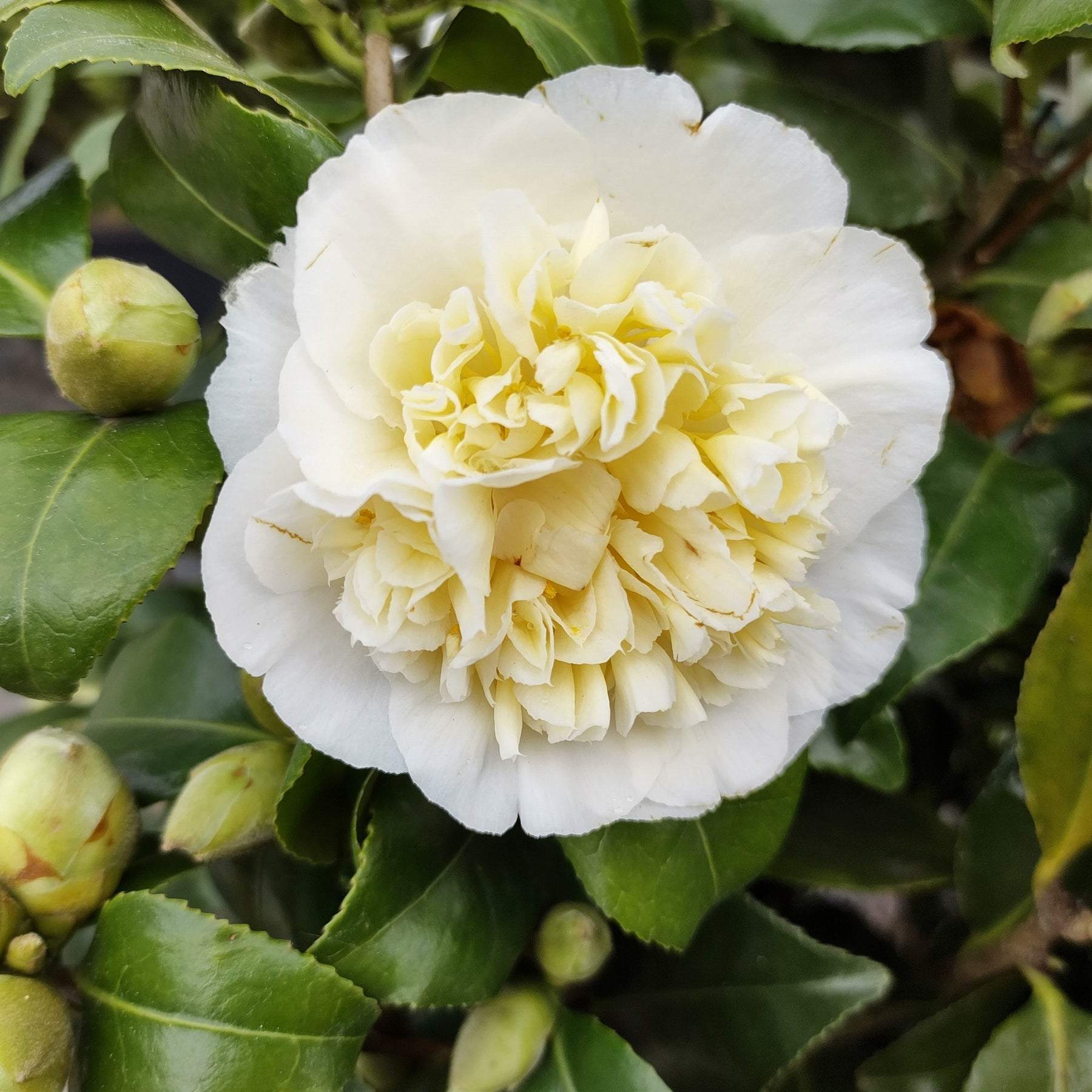 Camélia du Japon à fleurs doubles blanche - Camellia japonica Brushfields Yellow - Willemse