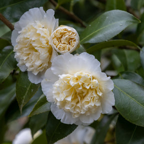Camélias - Camélia du Japon à fleurs doubles blanche - Camellia japonica Brushfields Yellow
