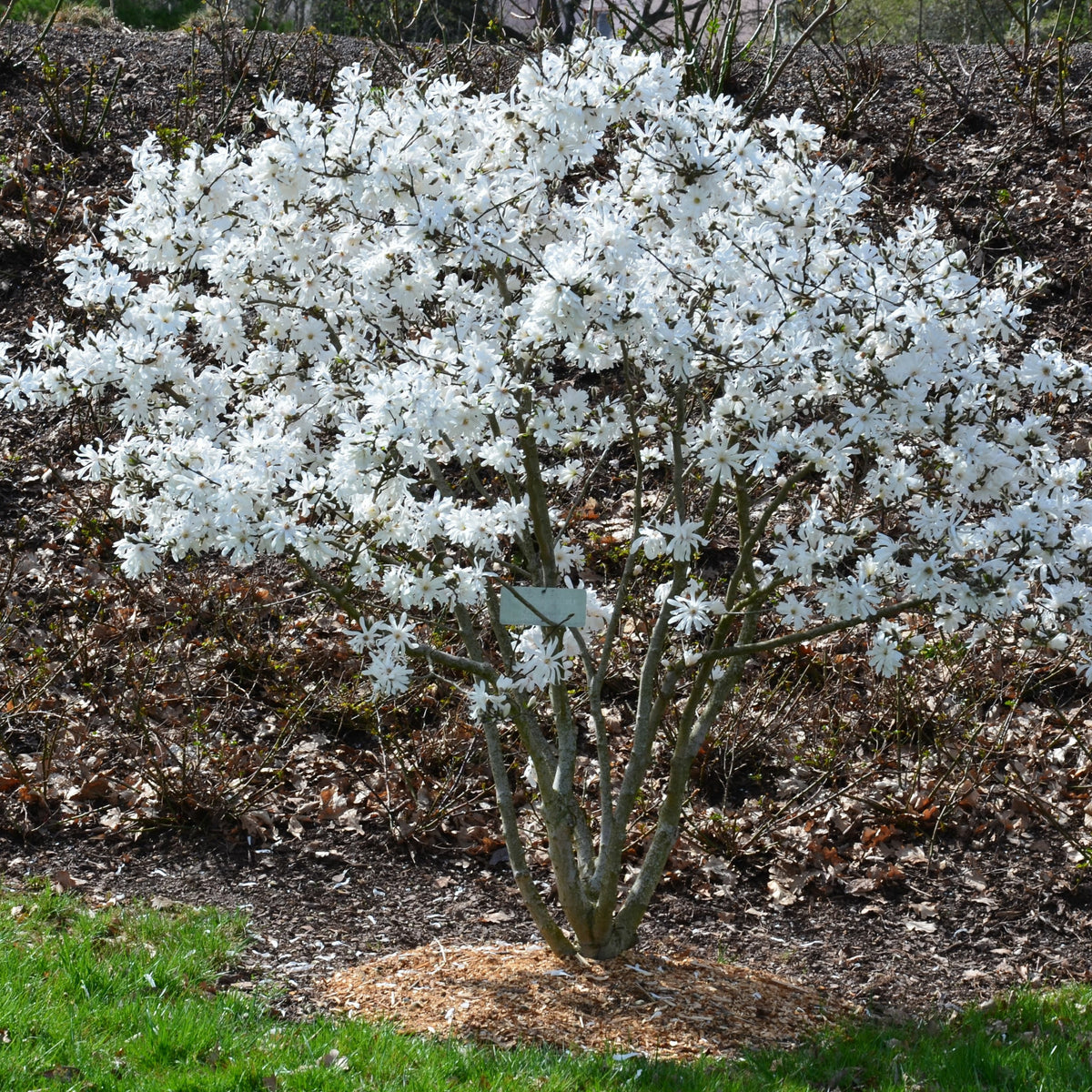 Magnolia étoilé - Willemse