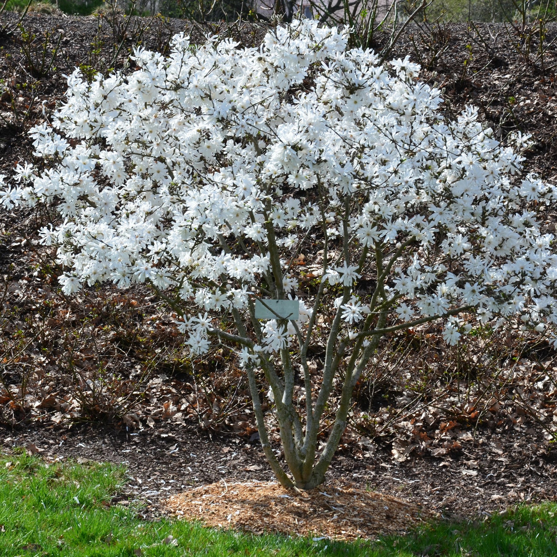Magnolia étoilé - Willemse