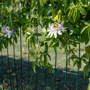 Passiflora caerulea - Passiflore bleue - Passiflores