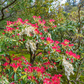 Pieris Forest flame - Willemse