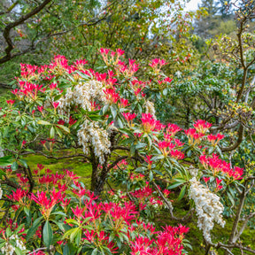 Pieris Forest flame - Willemse