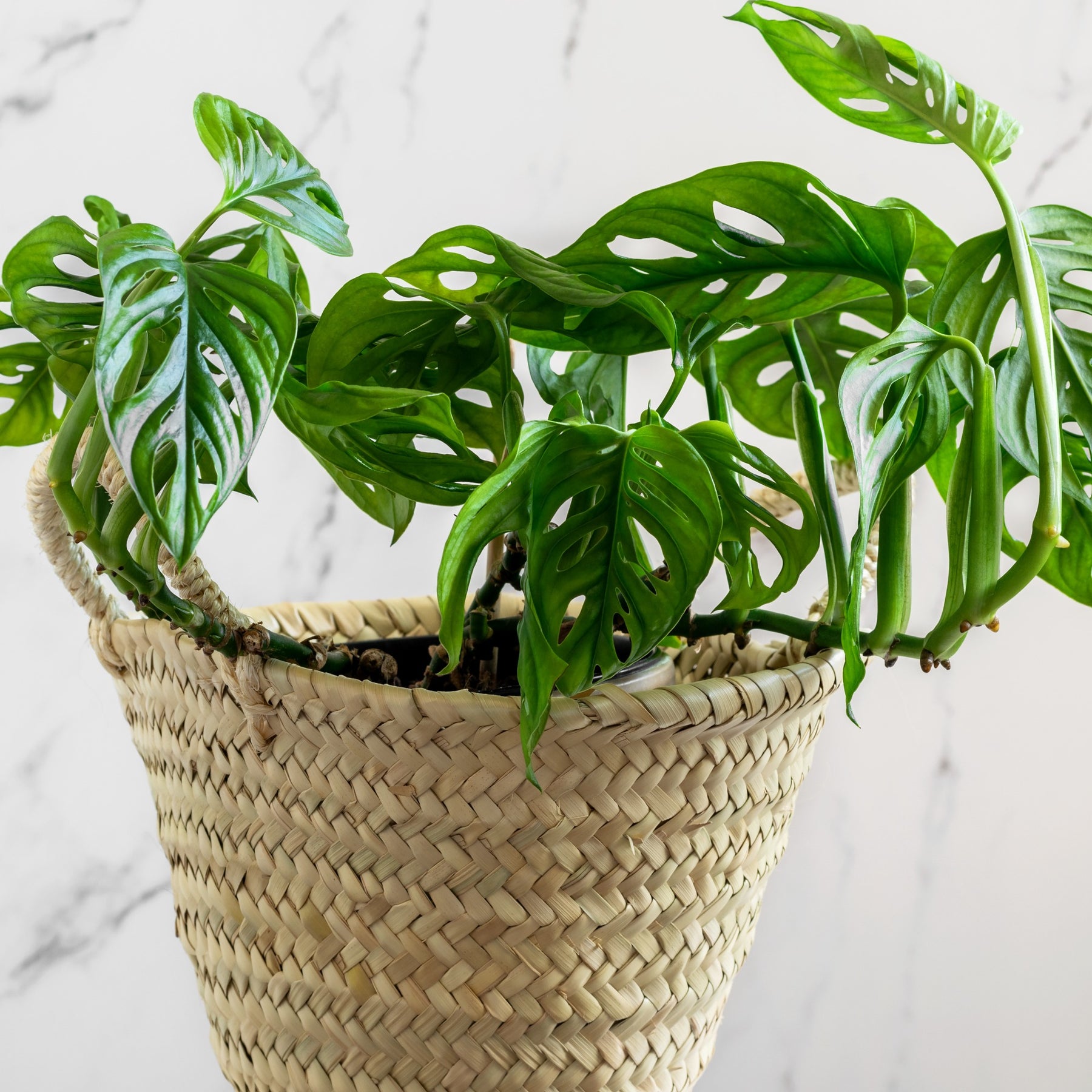 Philodendron Monstera Monkey Mask