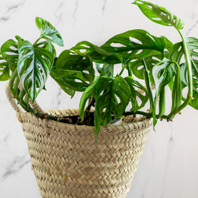 Philodendron Monstera Monkey Mask