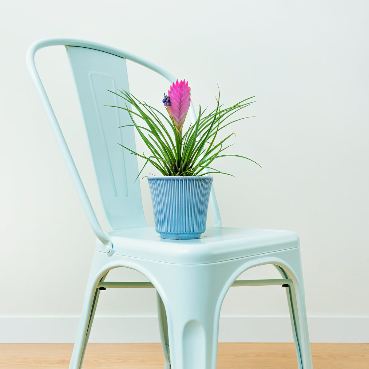 Tillandsia bleu - Willemse