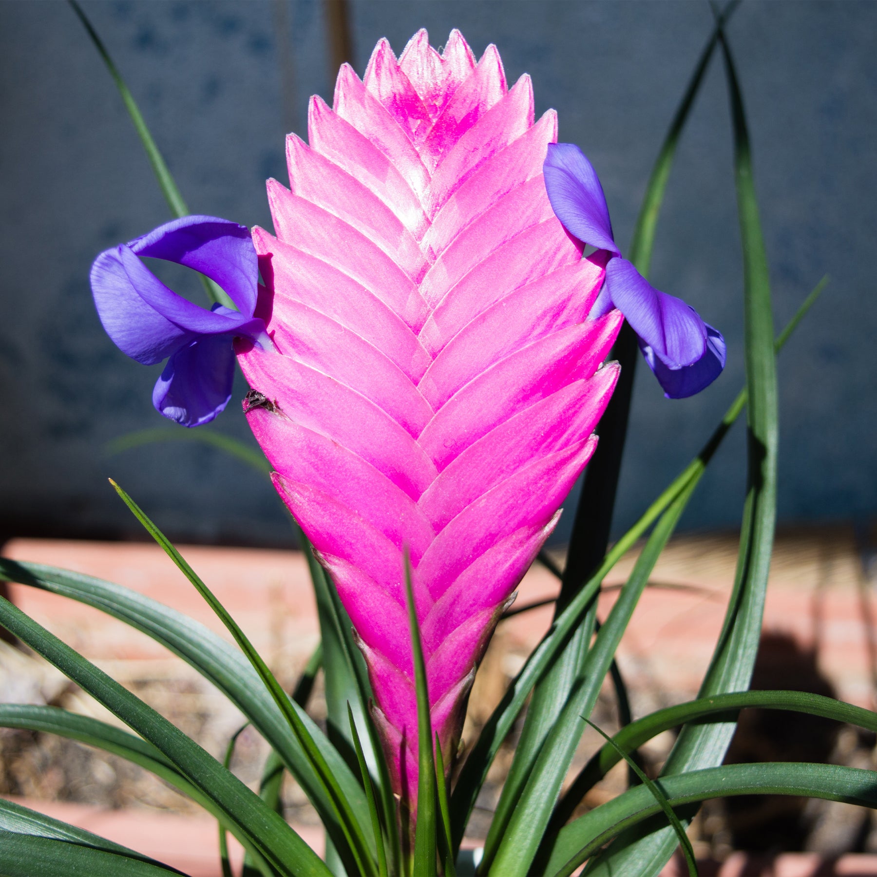 Tillandsia - Tillandsia bleu - Tillandsia cyanea