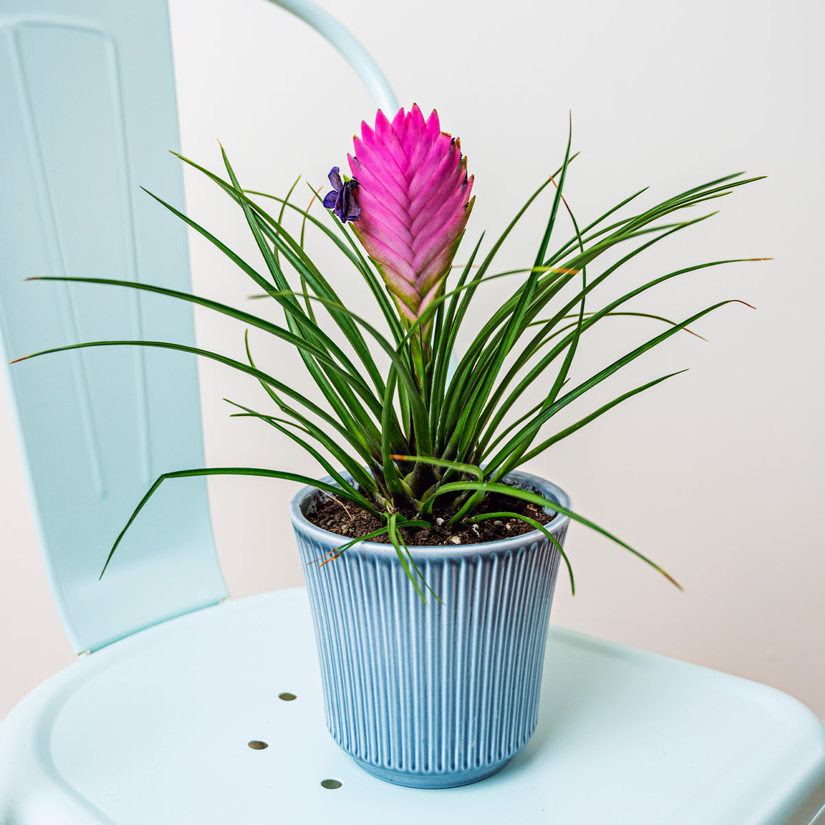 Tillandsia bleu - Tillandsia cyanea - Willemse