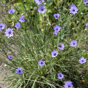 Catananche bleue - Cupidone - Willemse