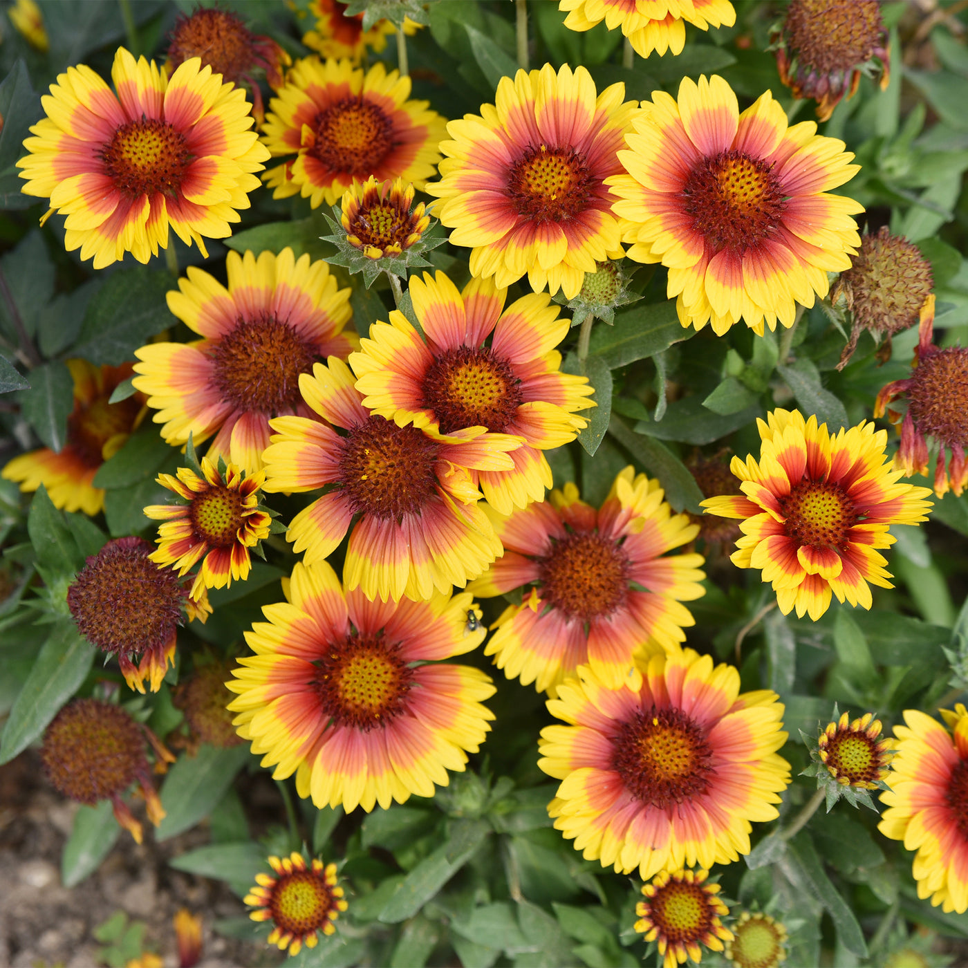 Gaillarde Kobold - Willemse