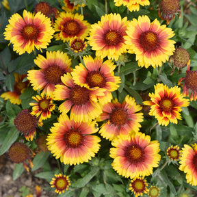 Gaillarde Kobold - Willemse