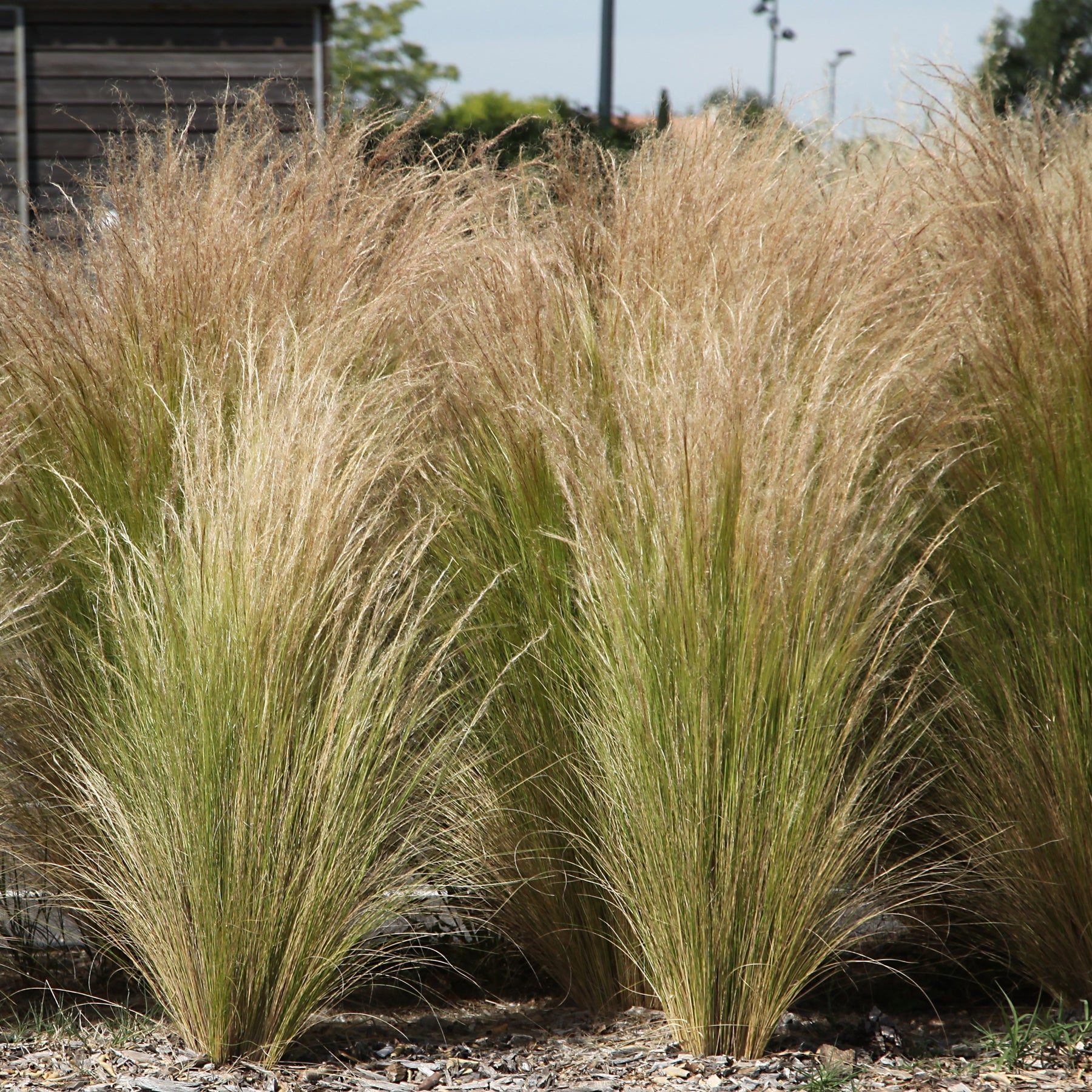 Stipa tenuissima - Stipa tenuissima - Cheveux d'ange - Stipe - Stipa