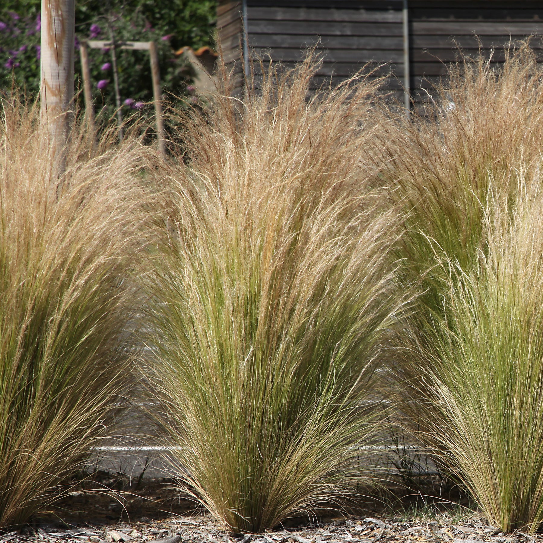 Vente Collection de 6 plantes vivaces pour extérieur moderne