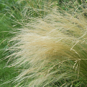 Vente Stipa tenuissima - Cheveux d'ange