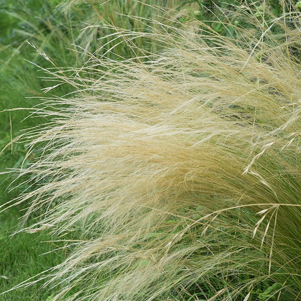 Vente Stipa tenuissima - Cheveux d'ange