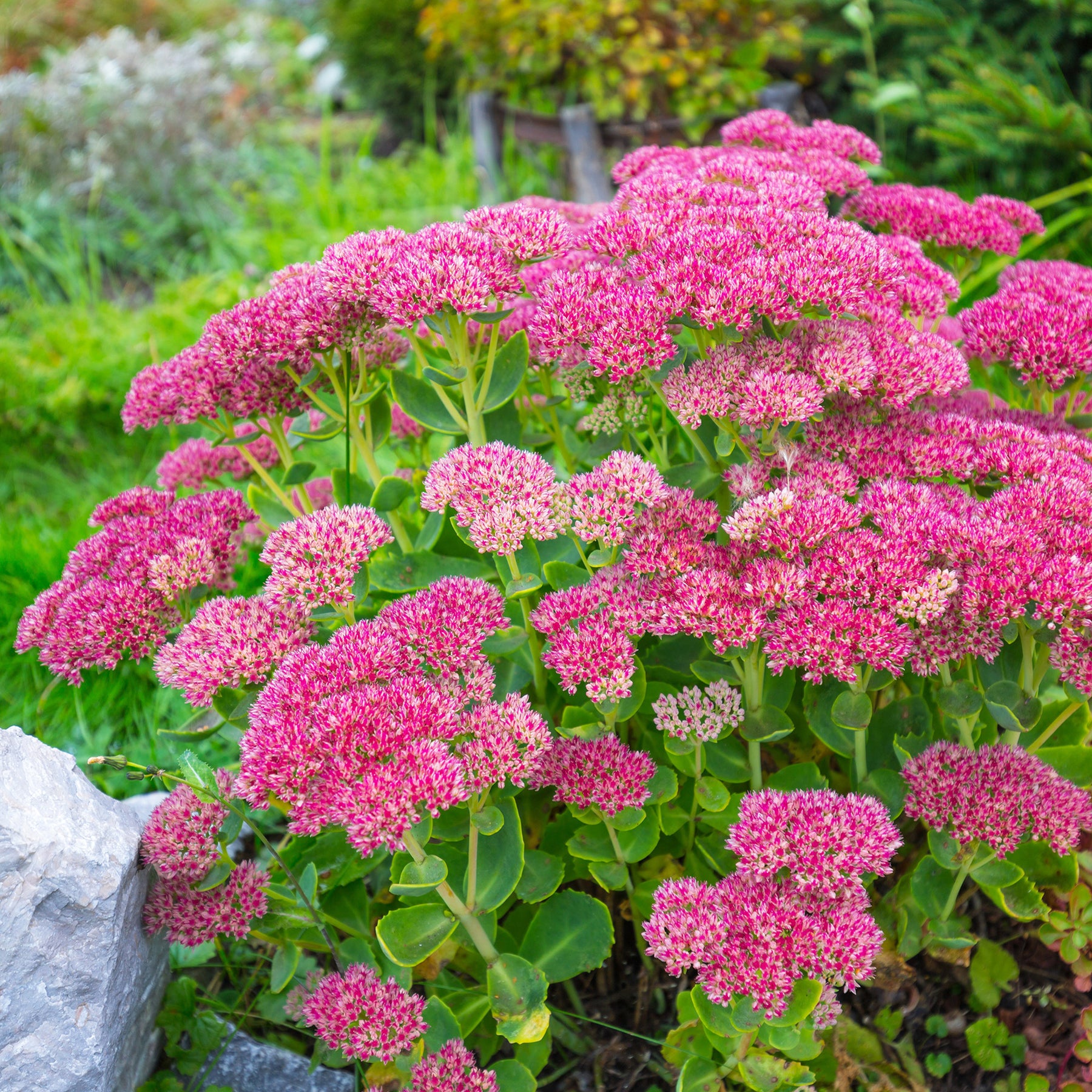 Vente Sedum spectabile - Orpin d'automne
