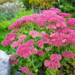 Vente Sedum spectabile - Orpin d'automne