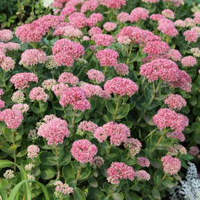Sedum spectabile - Orpin d'automne - Sedum spectabile - Willemse