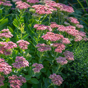 Sédums - Sedum spectabile - Orpin d'automne - Sedum spectabile