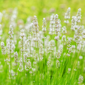 Collection de 4 Lavandes blanches et roses - Lavandula angustifolia alba, rosea - Willemse