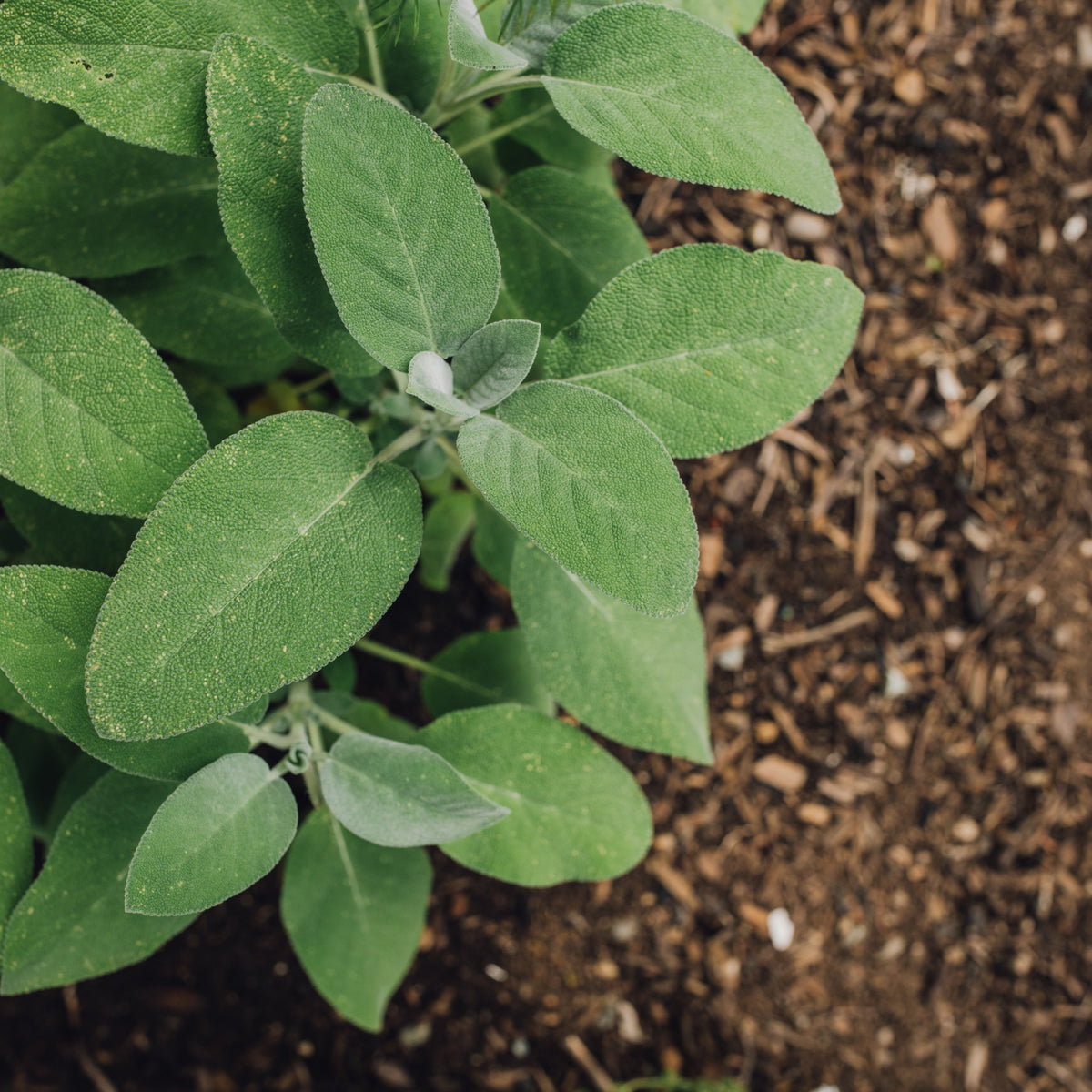 Plant de Sauge officinale - Salvia officinalis - Willemse