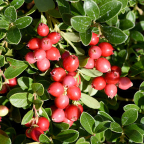 Vaccinium macrocarpon - Canneberge - Cranberry - Fruits rouges
