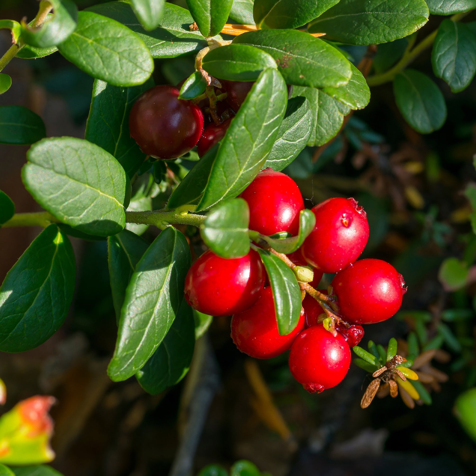 Vente Canneberge - Cranberry - Vaccinium macrocarpon