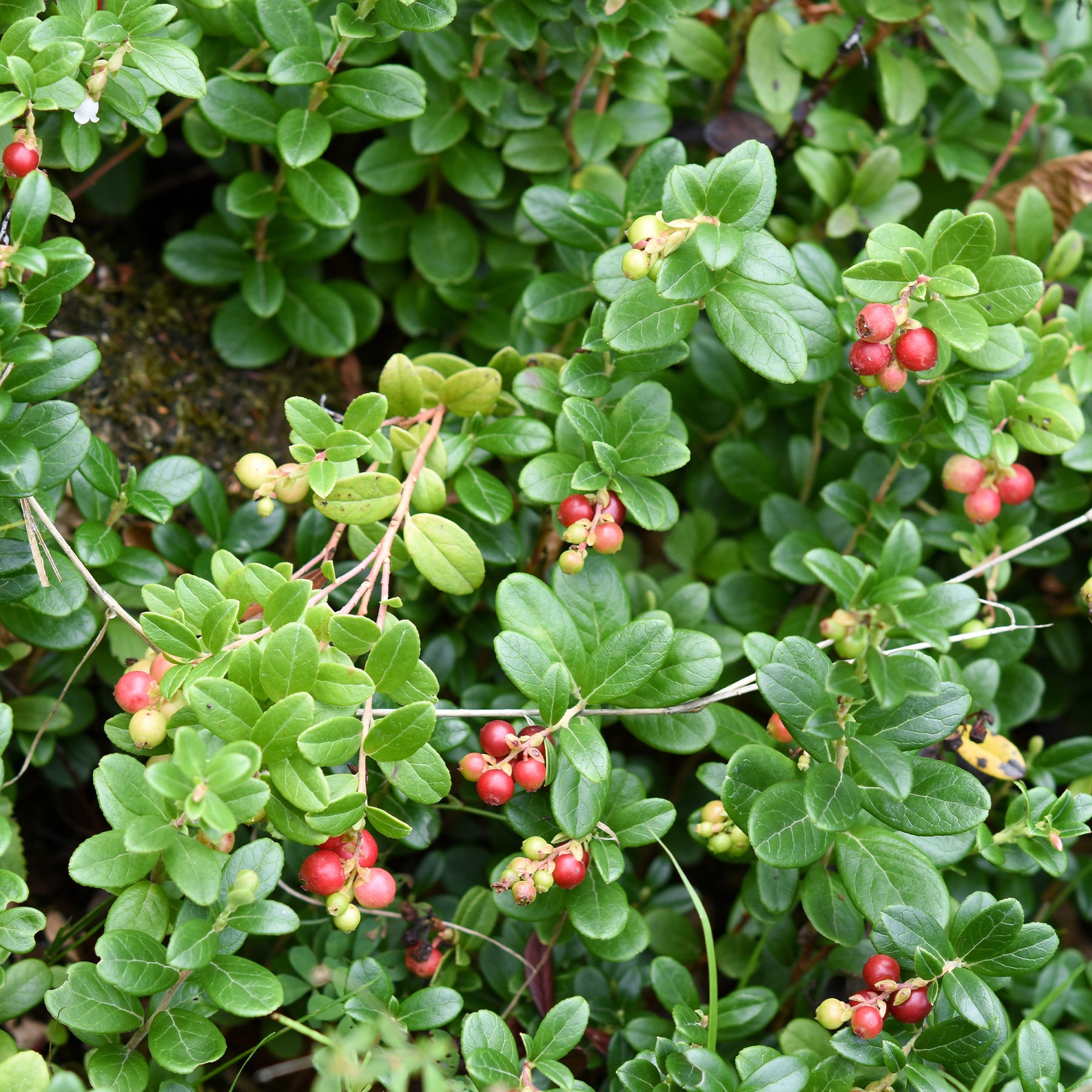 Fruits rouges - Canneberge - Cranberry - Vaccinium macrocarpon
