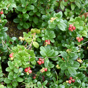 Fruits rouges - Canneberge - Cranberry - Vaccinium macrocarpon