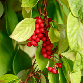 Vente Collection de 4 arbustes à fruits vitaminés - Vaccinium corymbosum, lycium barbarum, vaccinum macrocarpon, schisandra chinensis