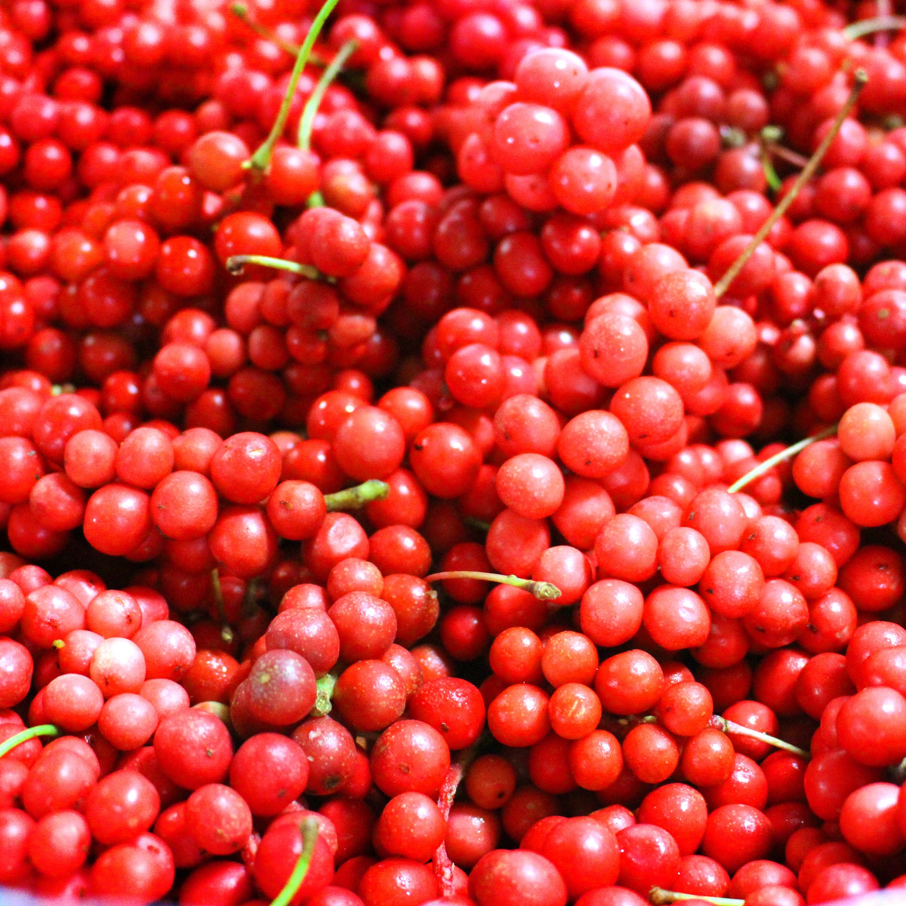 Fruitiers originaux - Fruit de la vitalité - Schisandra chinensis