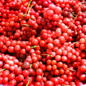 Fruitiers originaux - Fruit de la vitalité - Schisandra chinensis