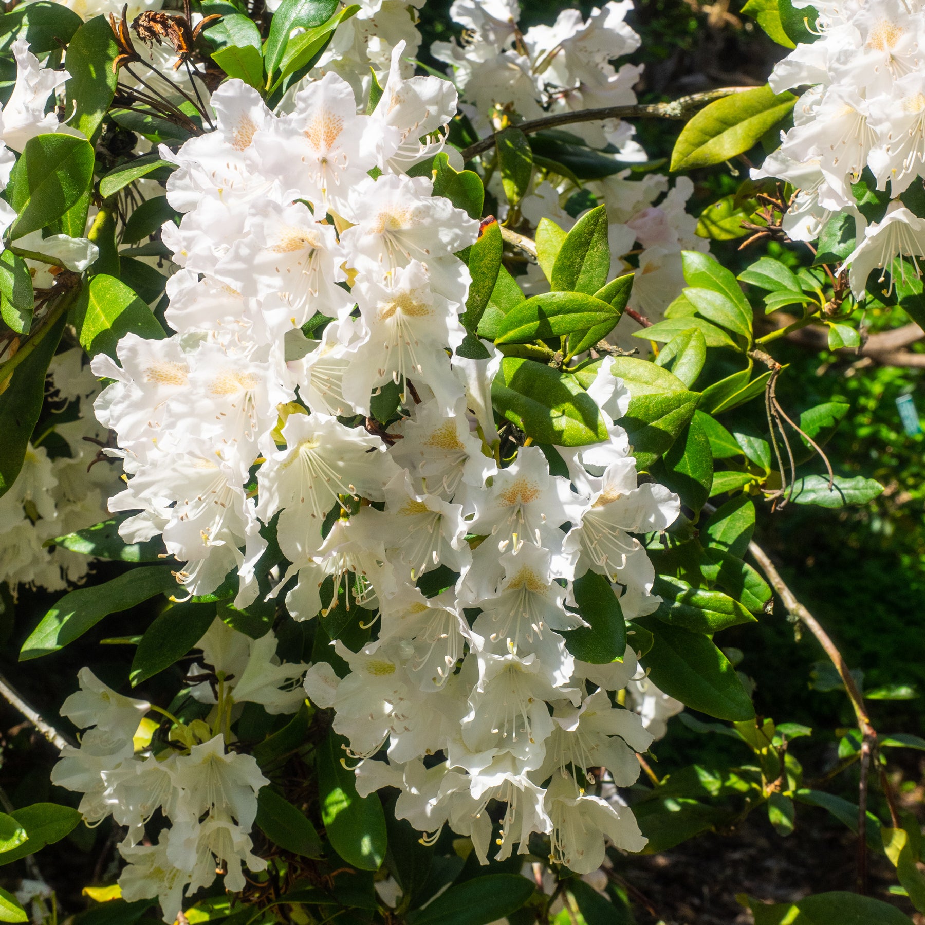 Rhododendron Cunningham's White - Rhododendron Cunningham's White - Rhododendrons