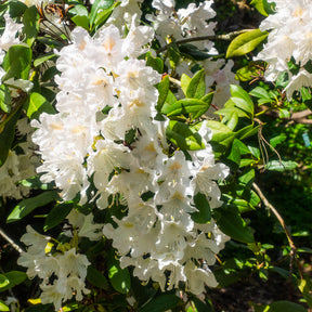 Rhododendron Cunningham's White - Rhododendron Cunningham's White - Rhododendrons