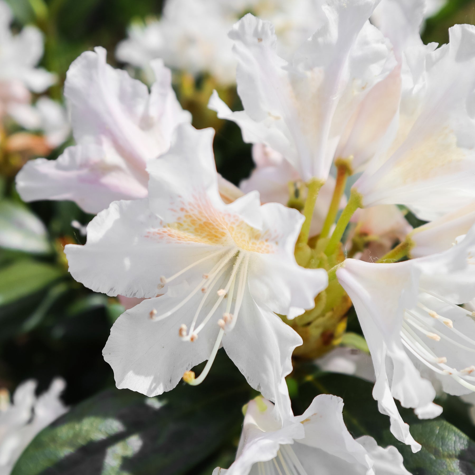 Vente Rhododendron Cunningham's White - Rhododendron Cunningham's White