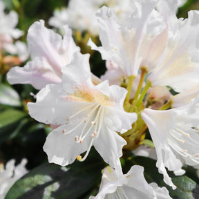 Vente Rhododendron Cunningham's White - Rhododendron Cunningham's White