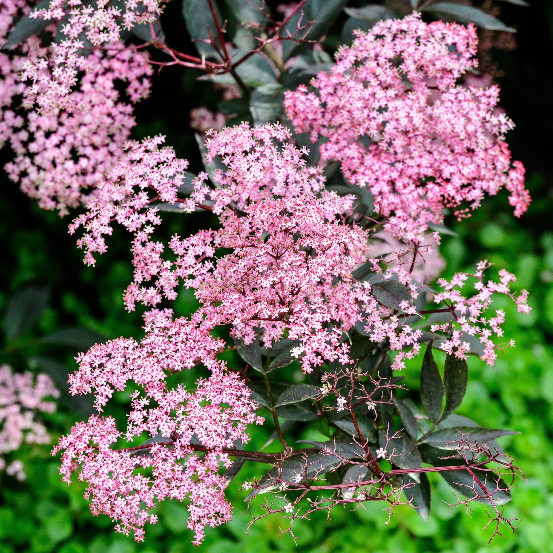 Sambucus nigra Thundercloud - Sureau noir Thundercloud - Sureau