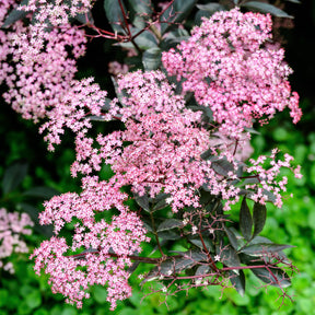 Sambucus nigra Thundercloud - Sureau noir Thundercloud - Sureau