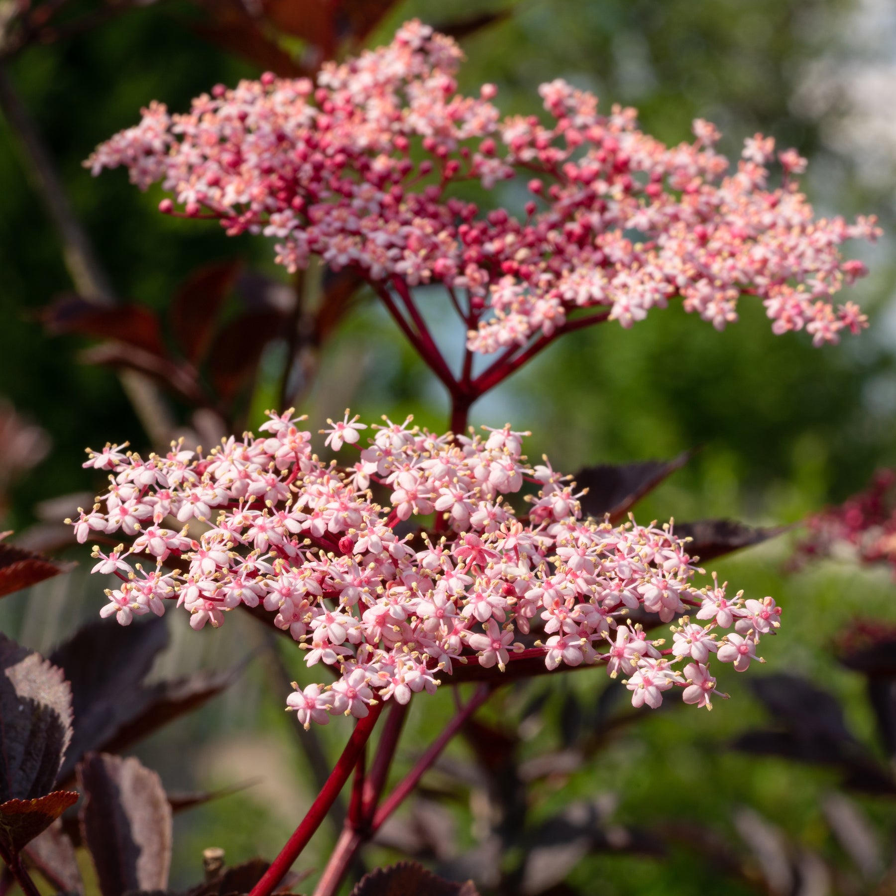 Sureau - Sureau noir Thundercloud - Sambucus nigra Thundercloud