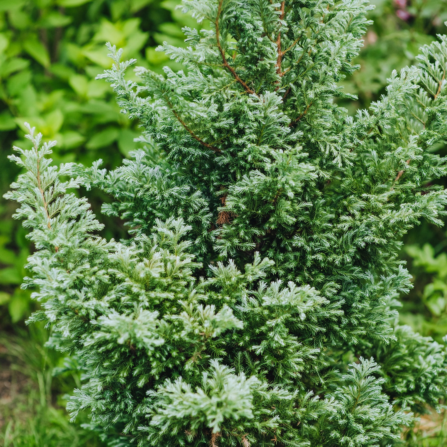 Collection de 5 conifères persistants - Chamaecyparis Boulevard, Ellwoodii, Thuja Rheingold, Pinus Mugo, Juniperus Wiltonii - Willemse