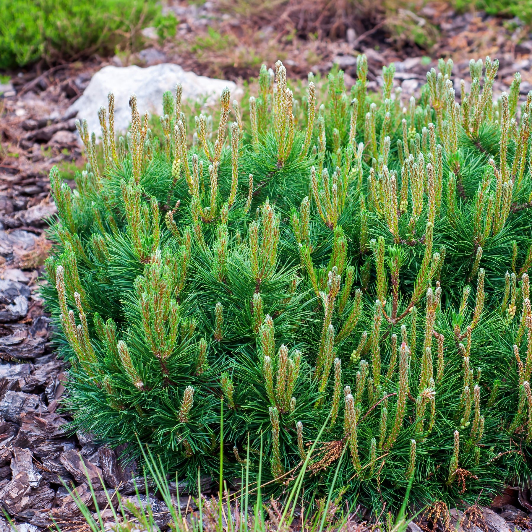 Vente Collection de 5 conifères persistants - Chamaecyparis Boulevard, Ellwoodii, Thuja Rheingold, Pinus Mugo, Juniperus Wiltonii