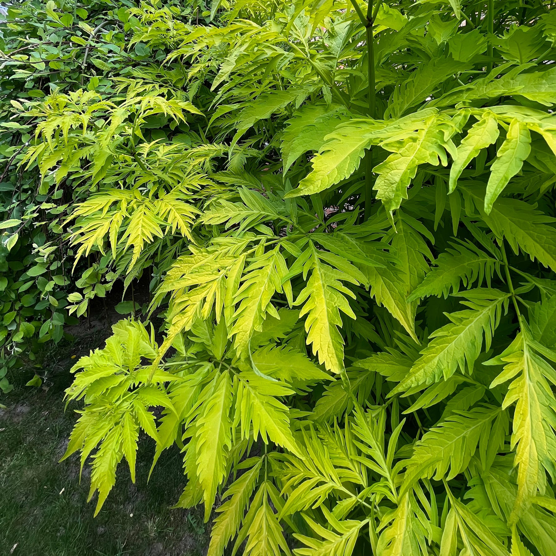 Sureau doré Sutherland Gold - Sambucus racemosa sutherland gold - Willemse