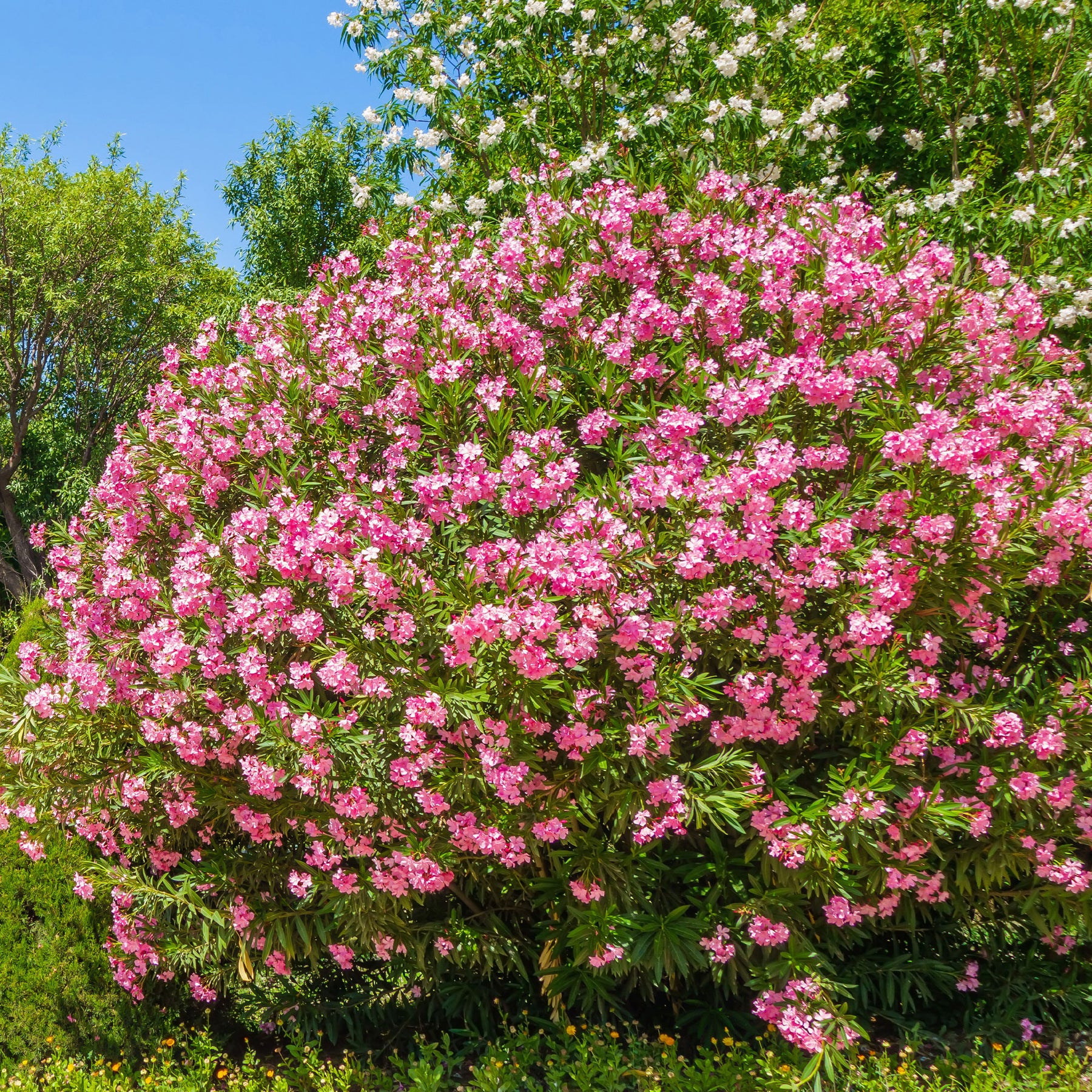 Nerium oleander - Laurier-rose - Lauriers-roses